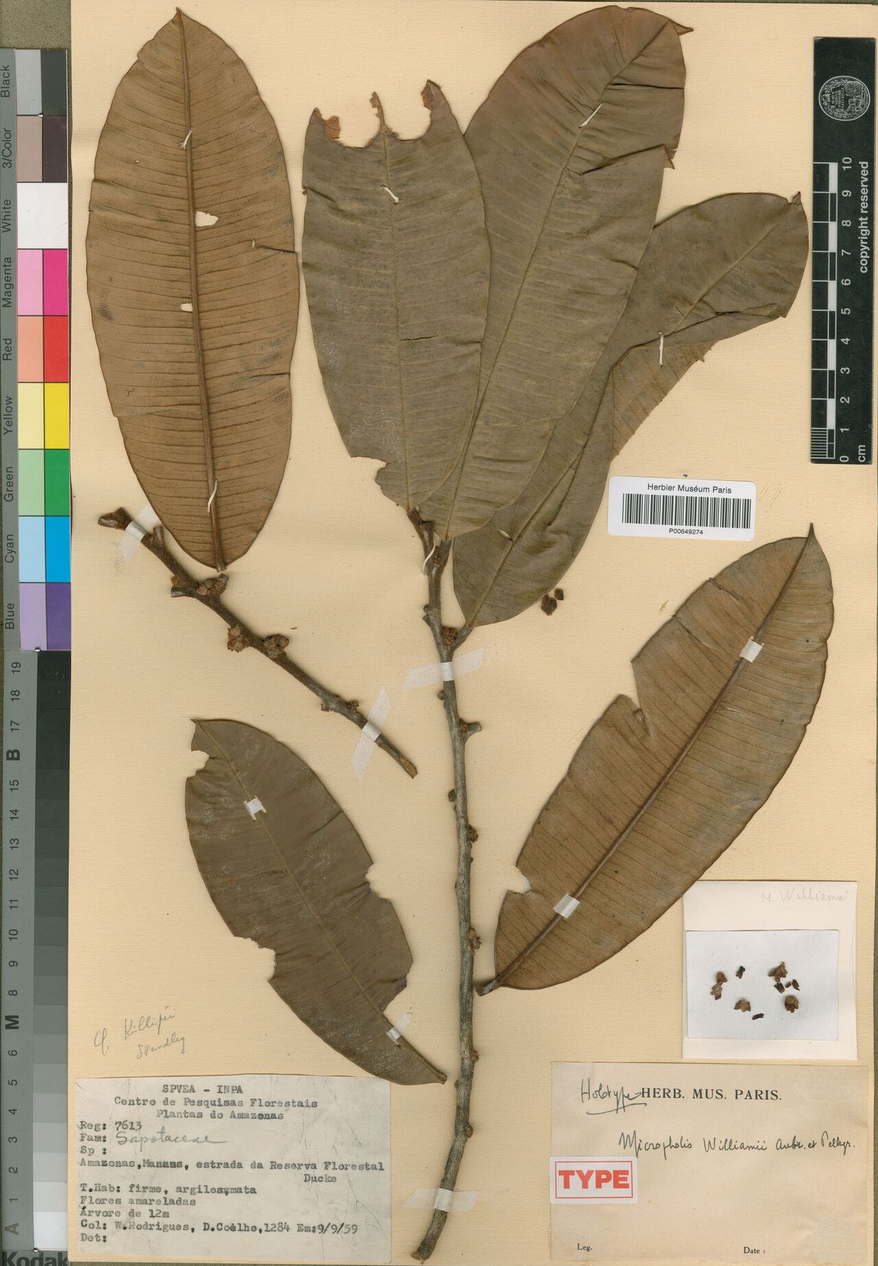 Micropholis williamii