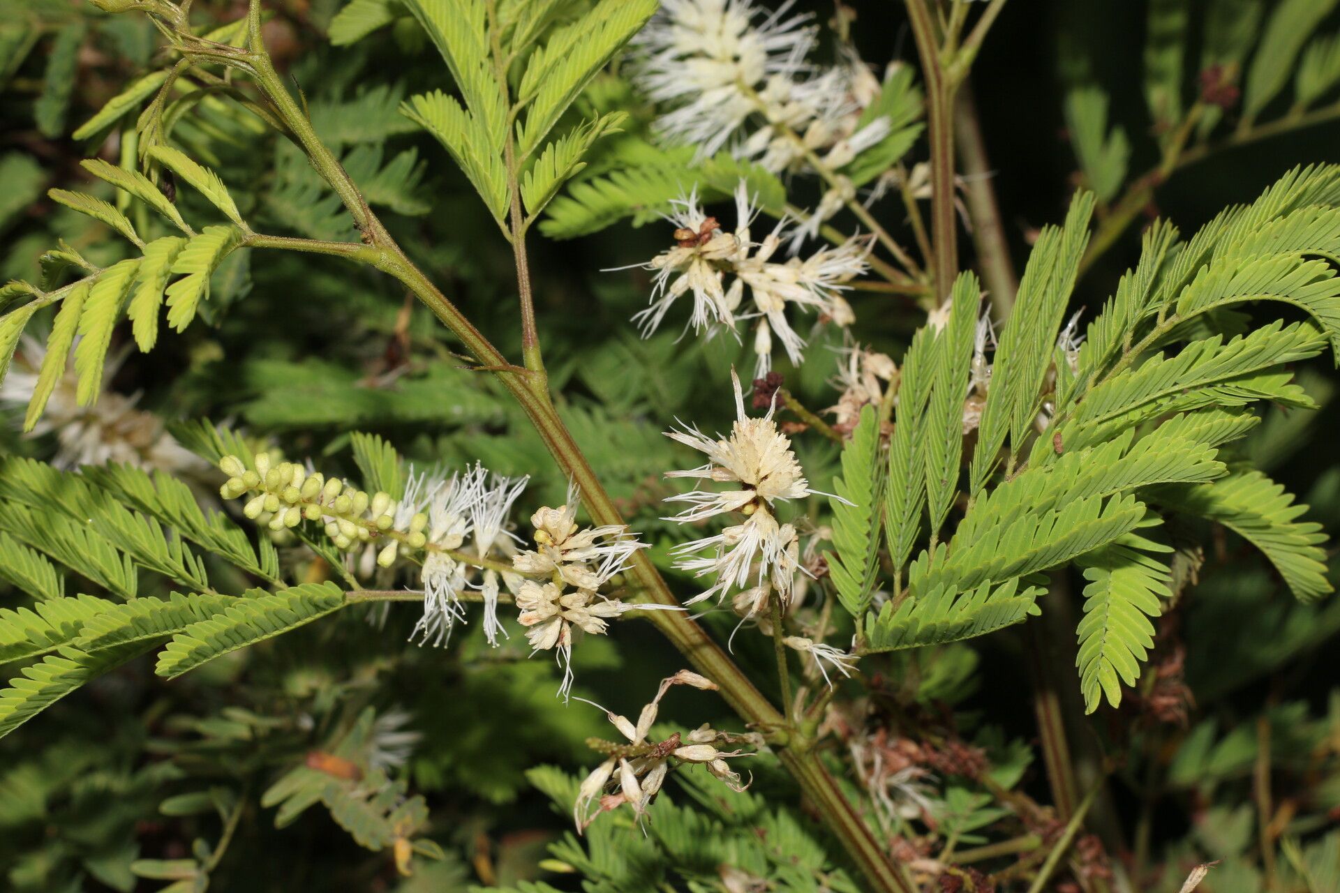 Mimosa platycarpa