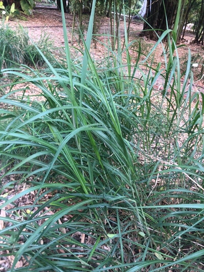 Miscanthus floridulus