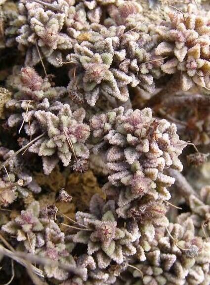 Monanthes muralis