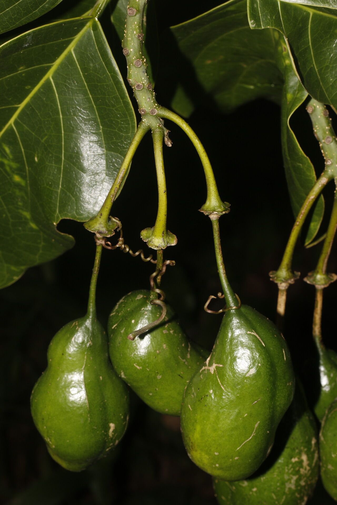 Morisonia mollicella