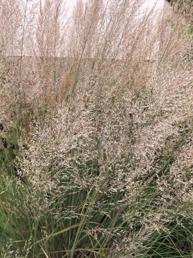 Muhlenbergia emersleyi