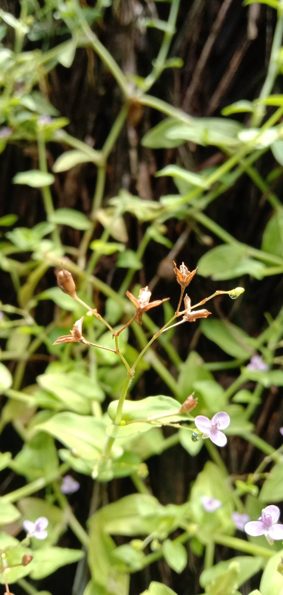 Murdannia nudiflora