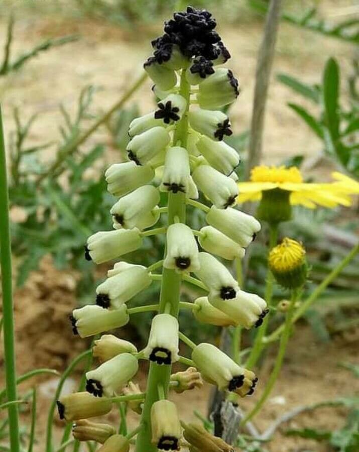 Muscari eburneum