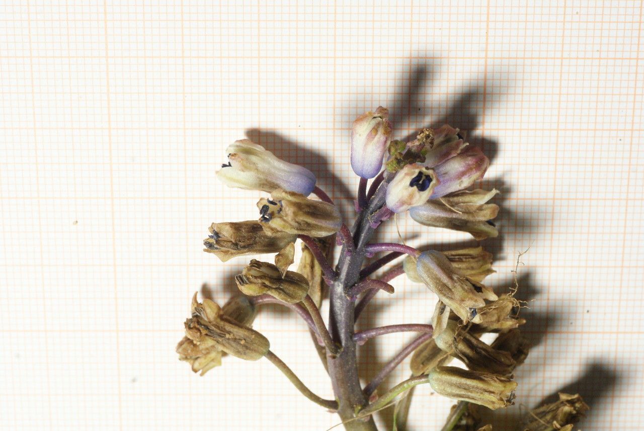 Muscari maritimum