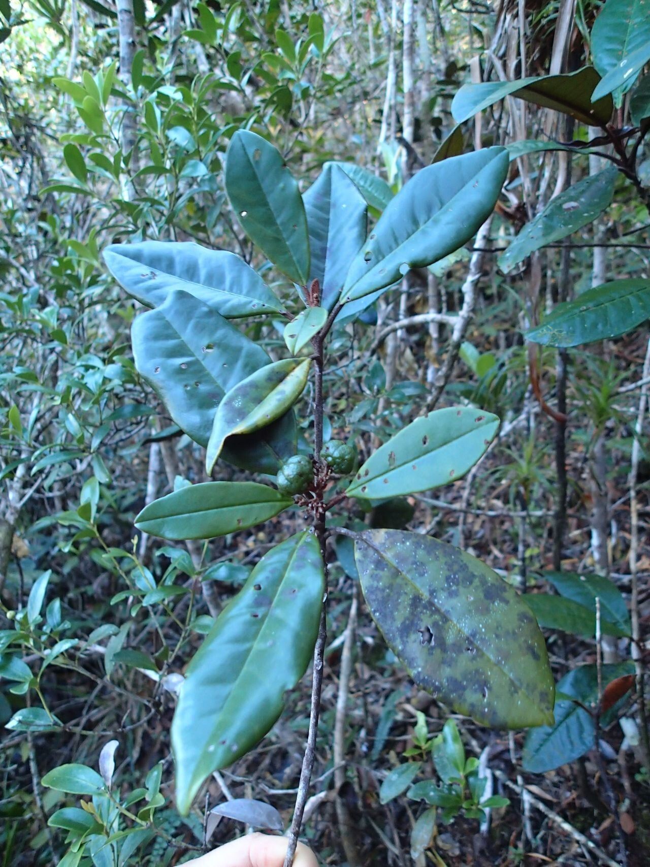 Myrtopsis macrocarpa