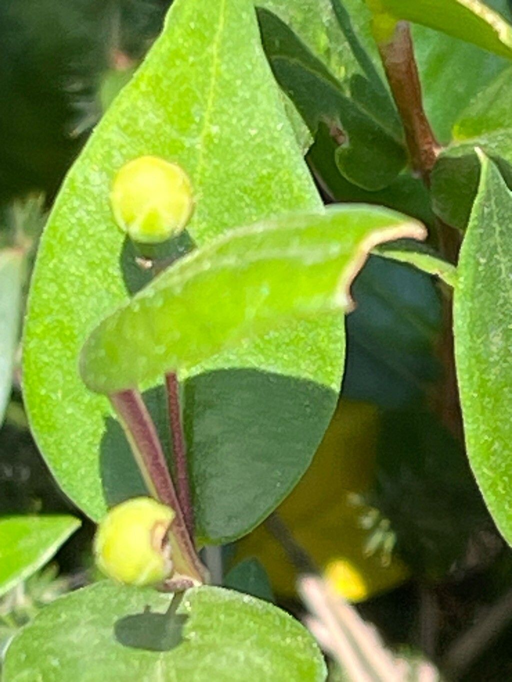 Myrtus communis