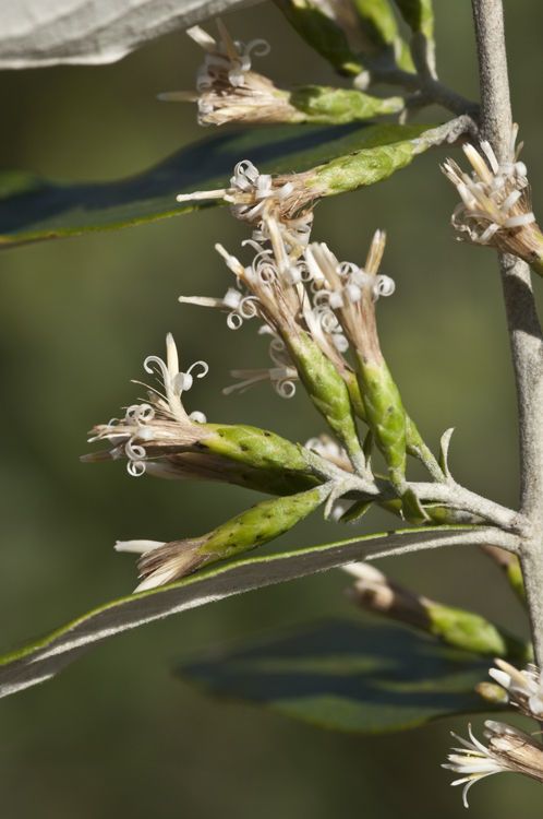 Nahuatlea hypoleuca