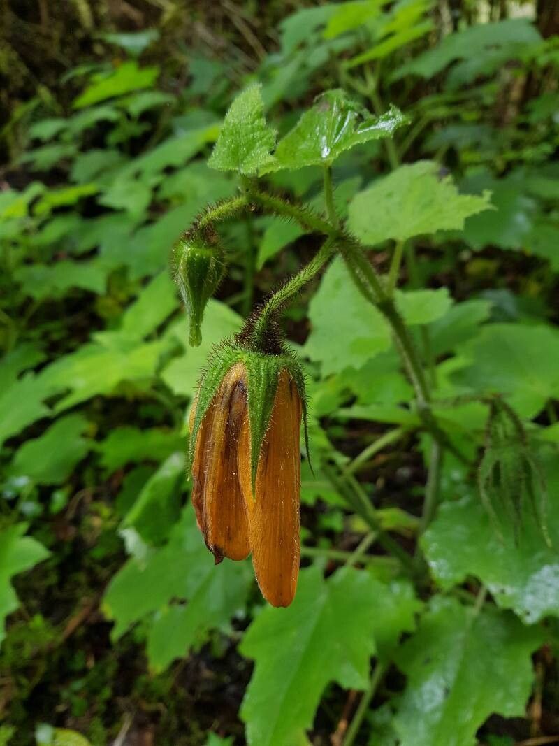 Nasa speciosa