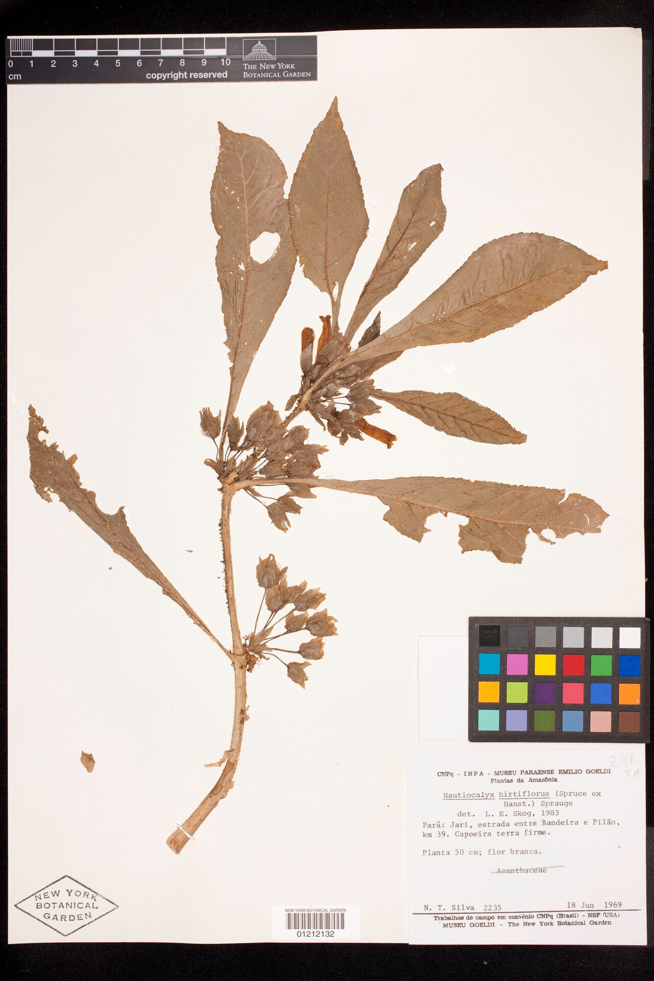Nautilocalyx hirtiflorus