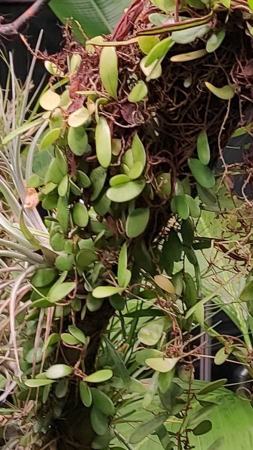 Neoregelia abendrothae