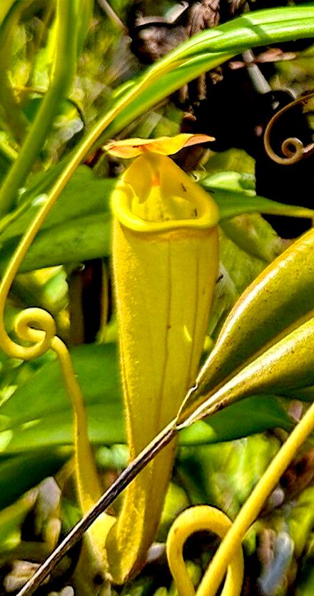Nepenthes madagascariensis