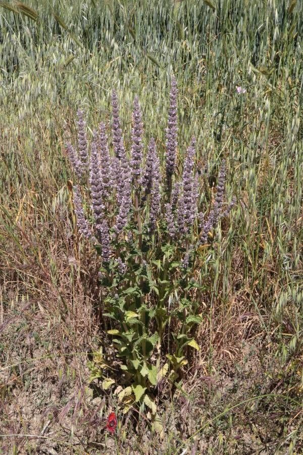 Nepeta apuleji