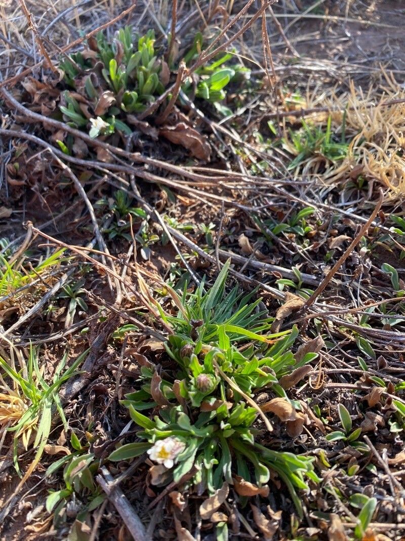 Noticastrum marginatum