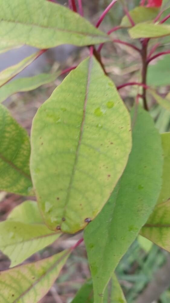 Nyssa sinensis