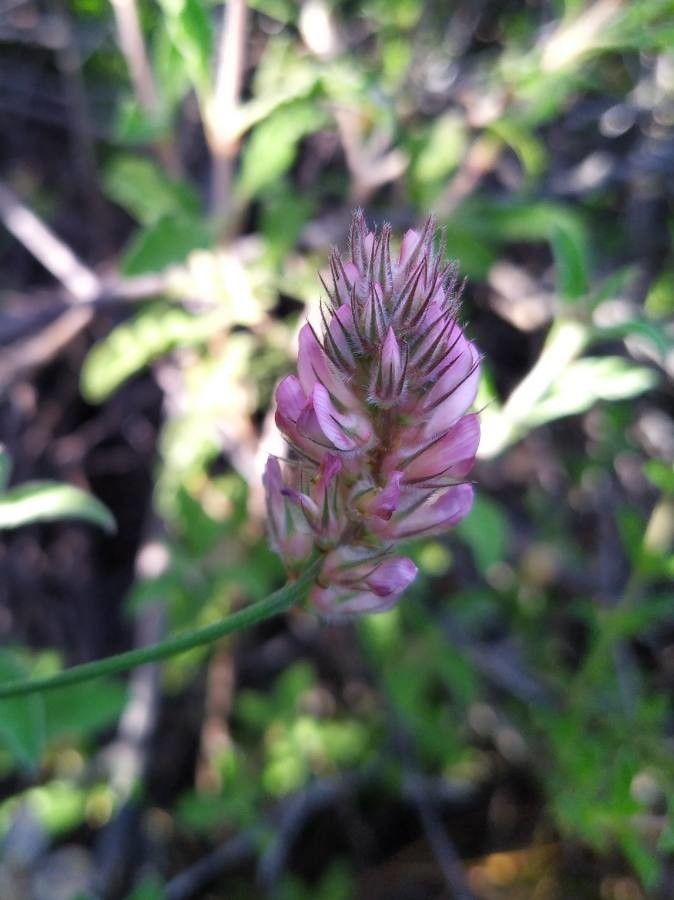 Onobrychis ebenoides
