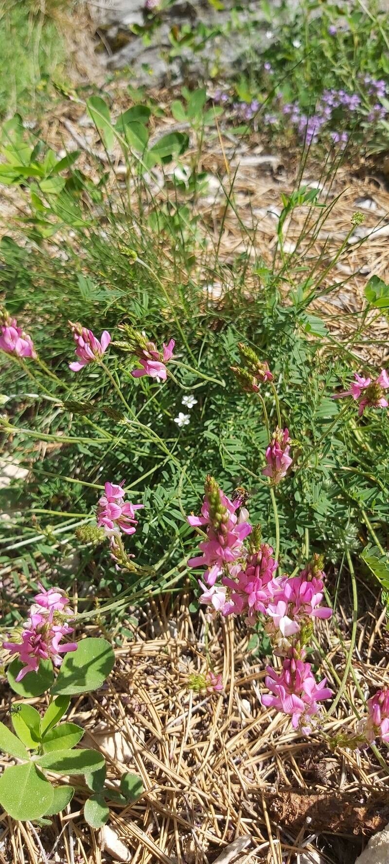Onobrychis pindicola