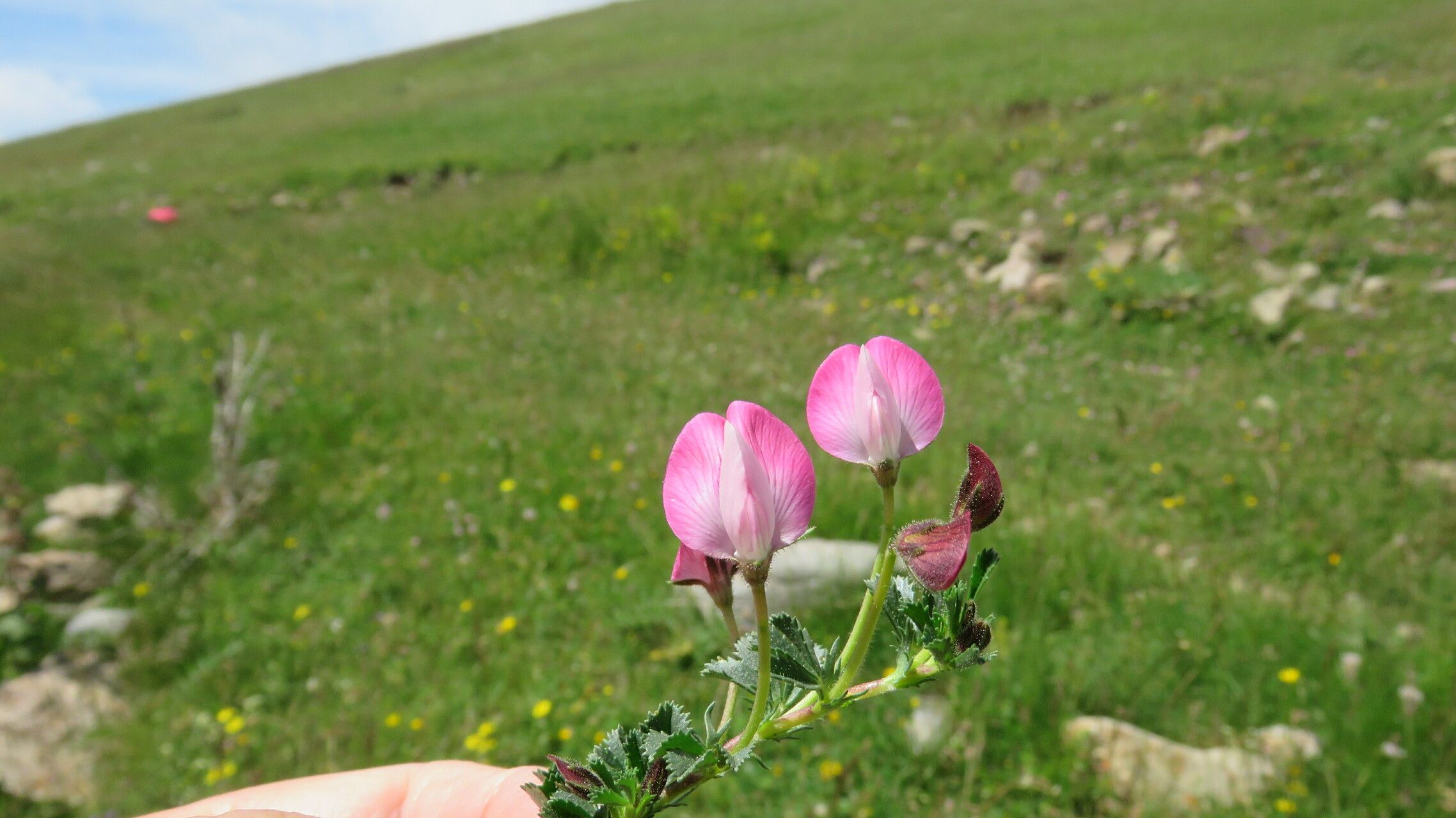 Ononis cristata