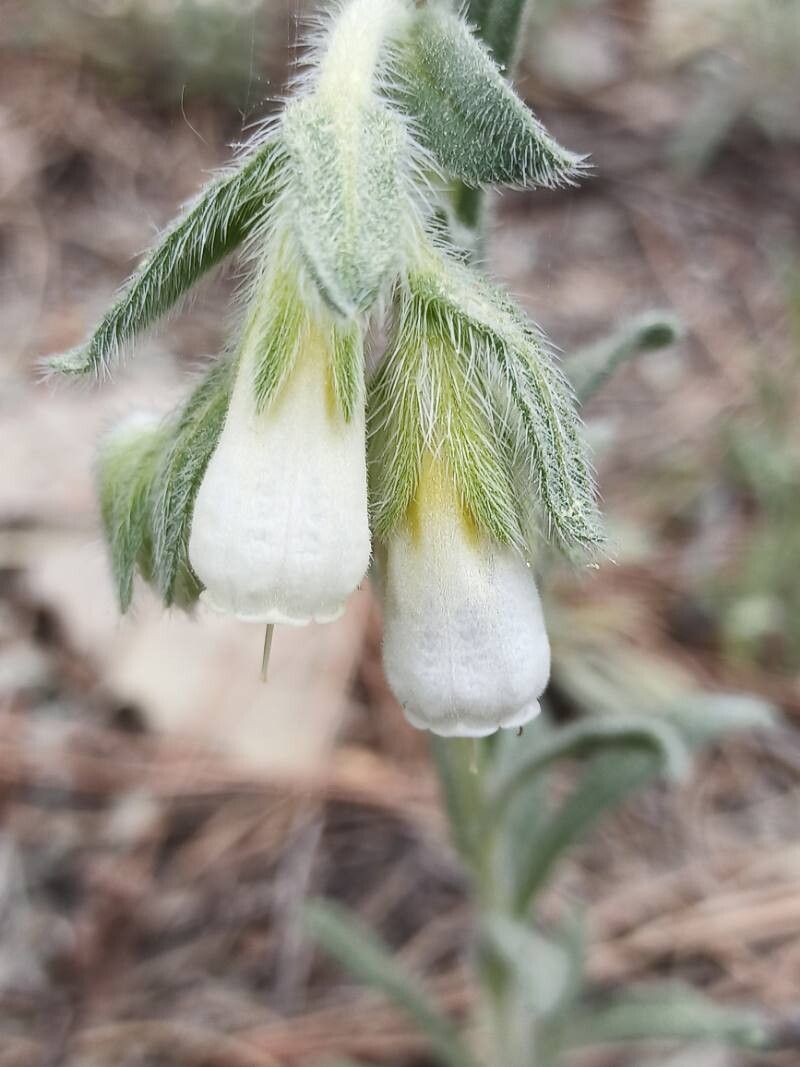Onosma arenaria