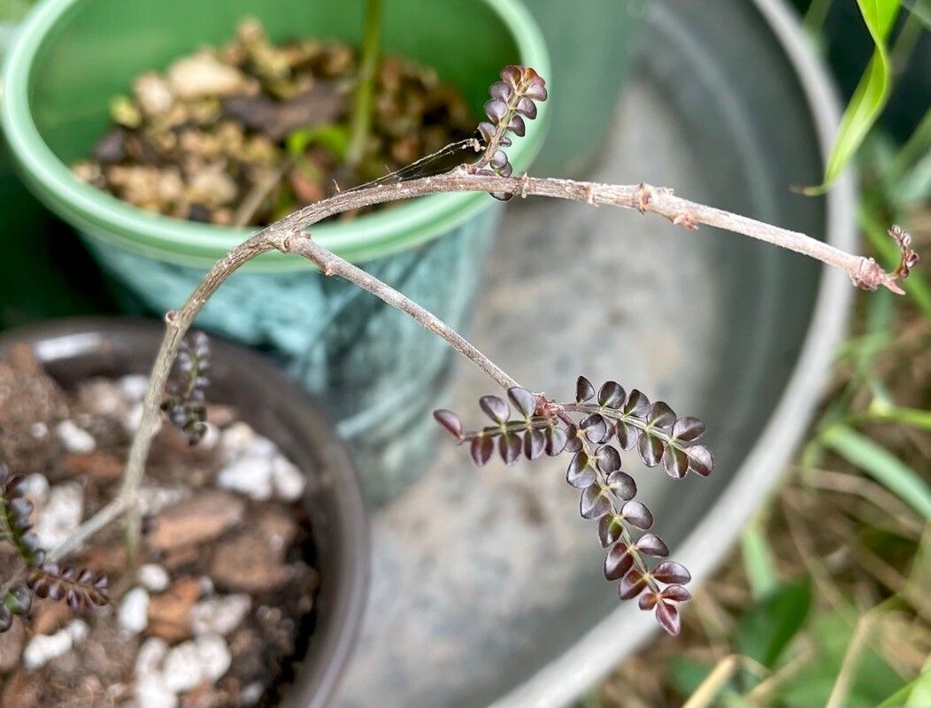 Operculicarya decaryi