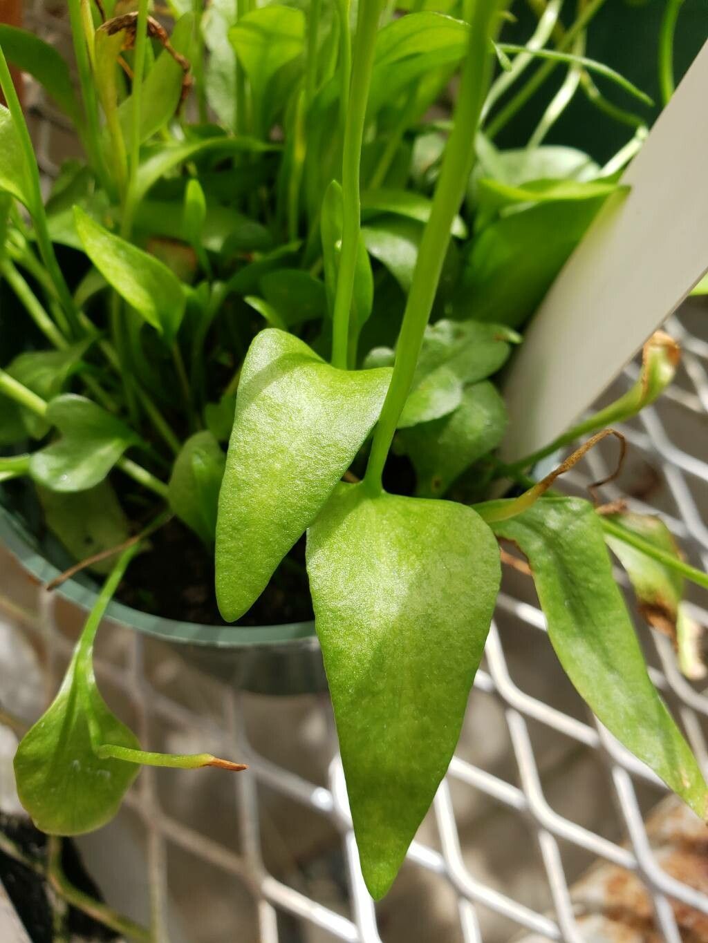 Ophioglossum petiolatum