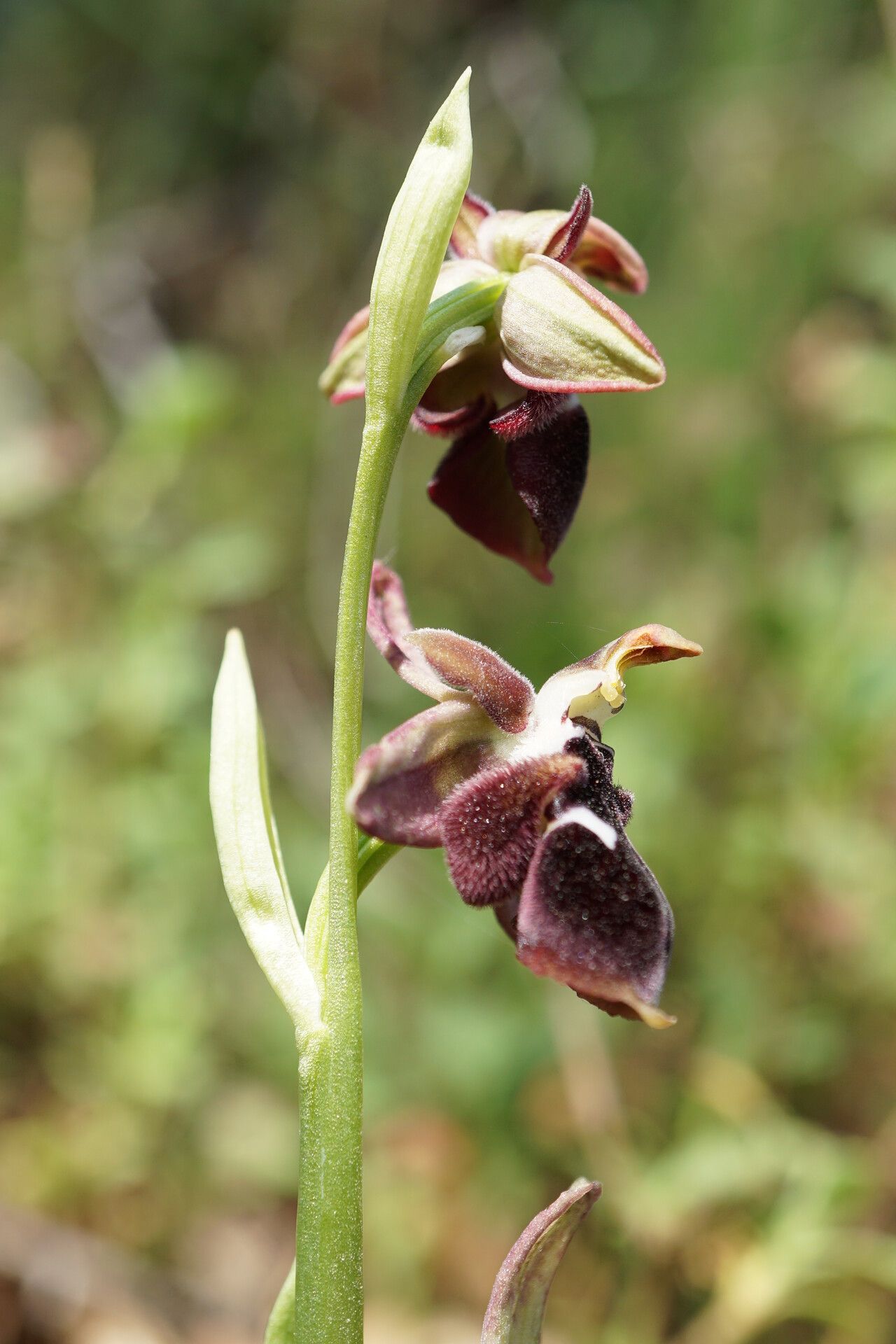 Ophrys reinholdii