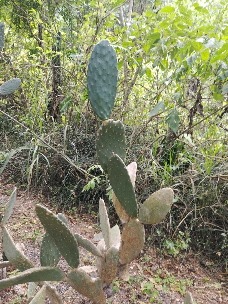 Opuntia hondurensis