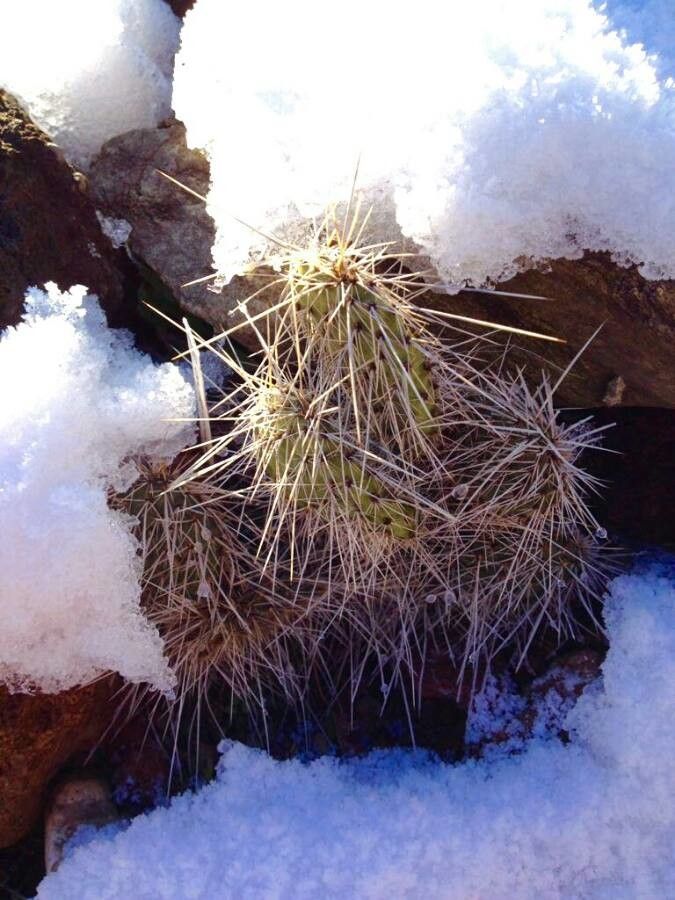 Opuntia macrorhiza