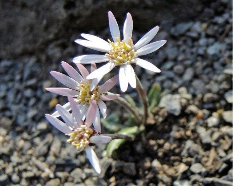 Oreoseris nivea
