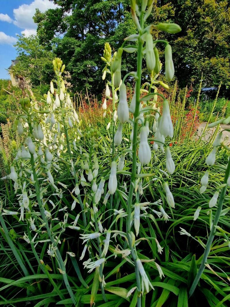 Ornithogalum candicans