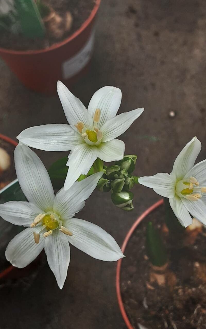 Ornithogalum exscapum