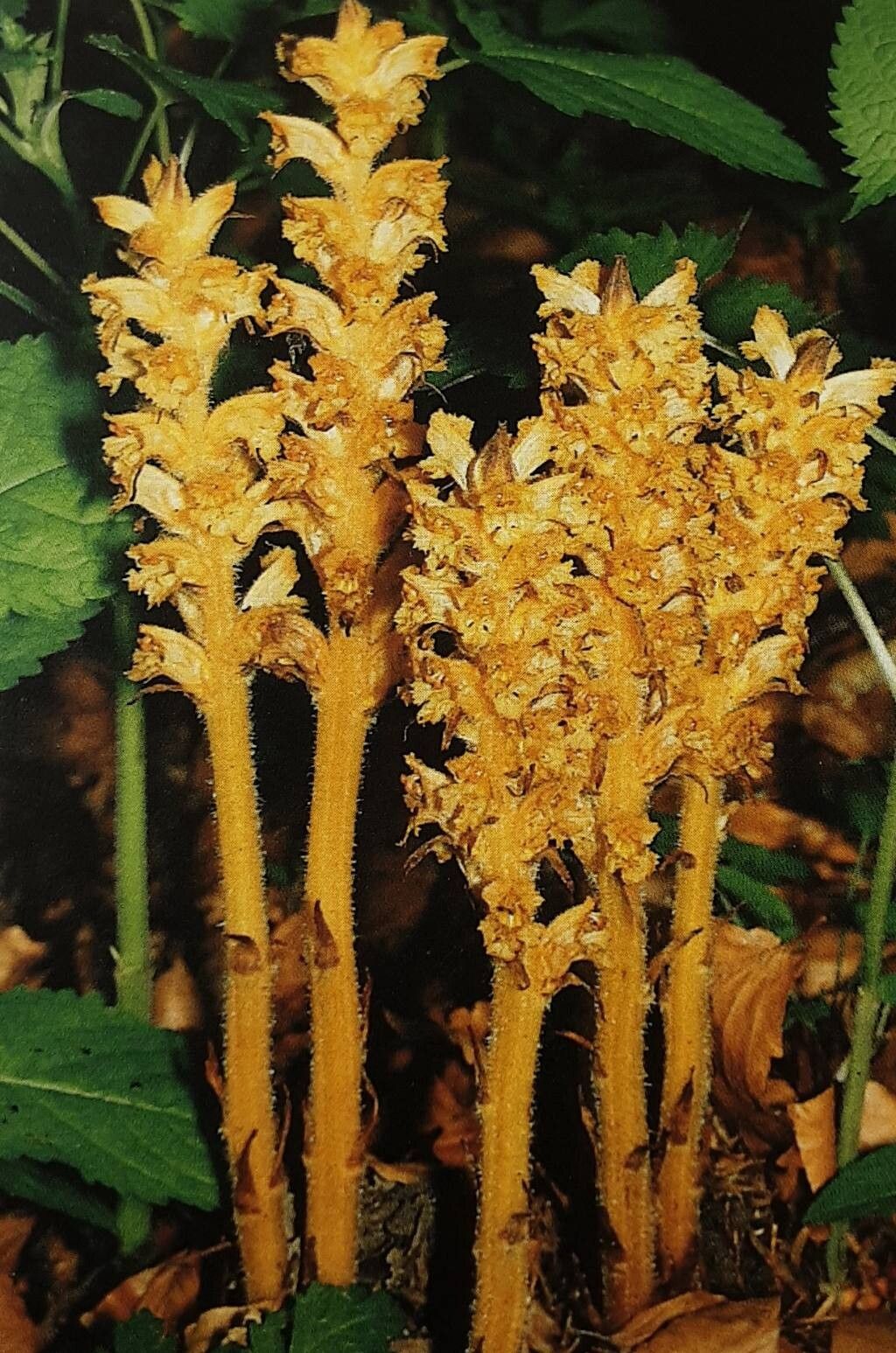 Orobanche salviae