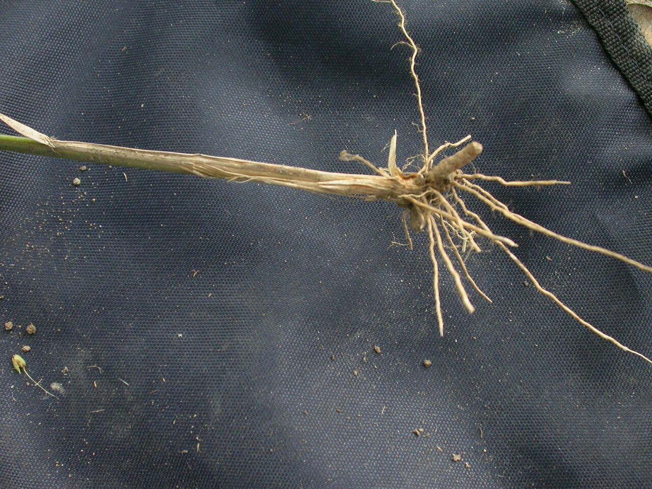 Oryza minuta