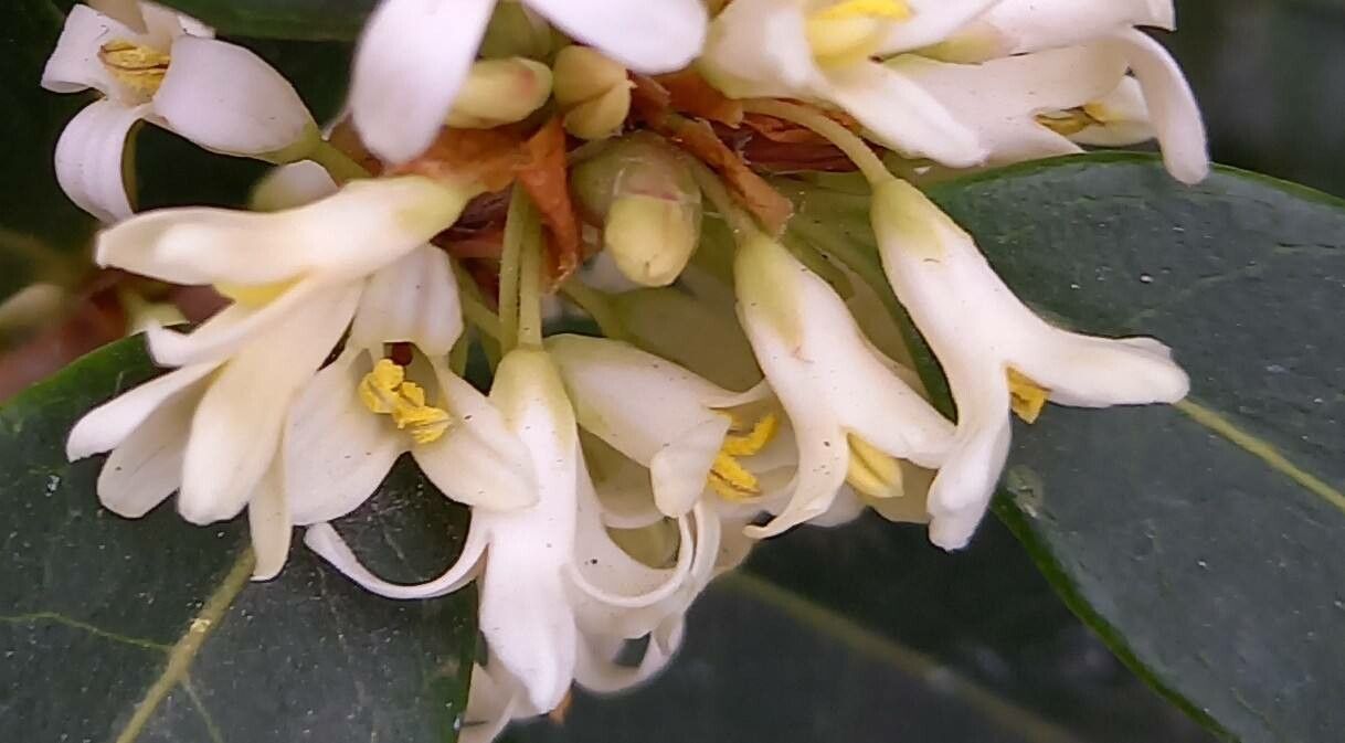 Osmanthus fragrans