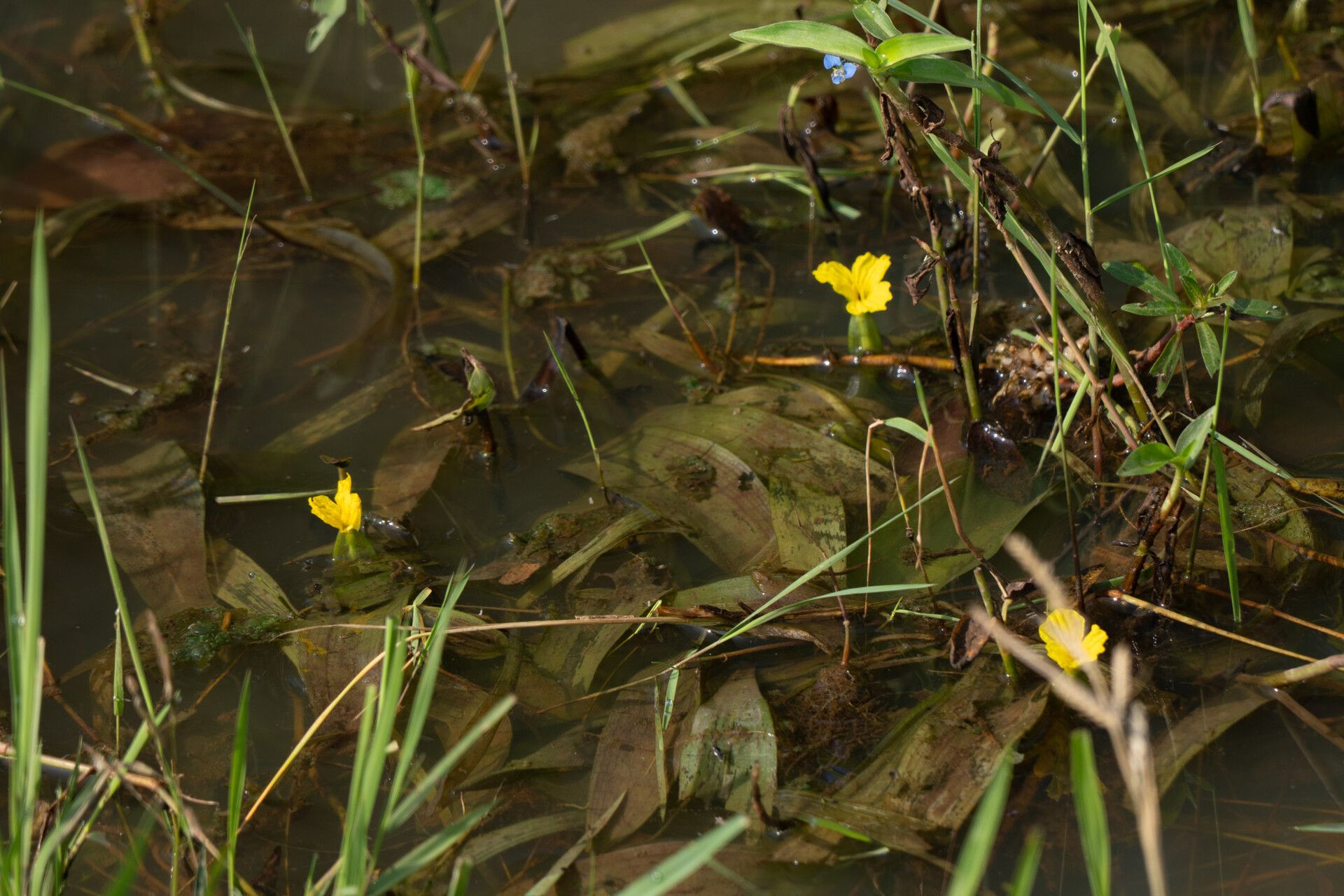 Ottelia ulvifolia