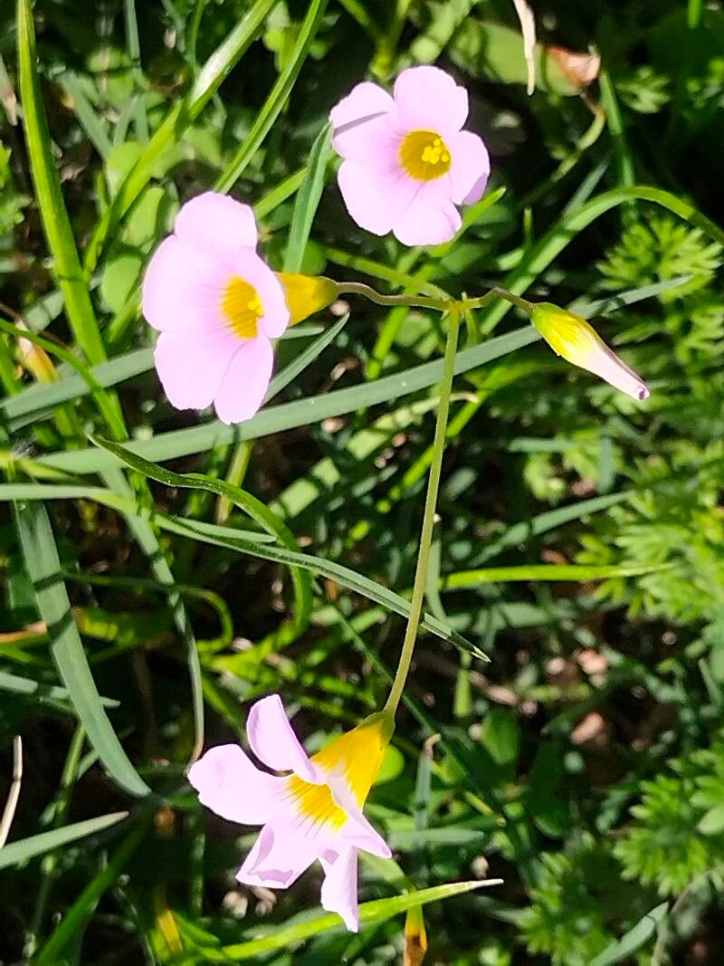 Oxalis caprina