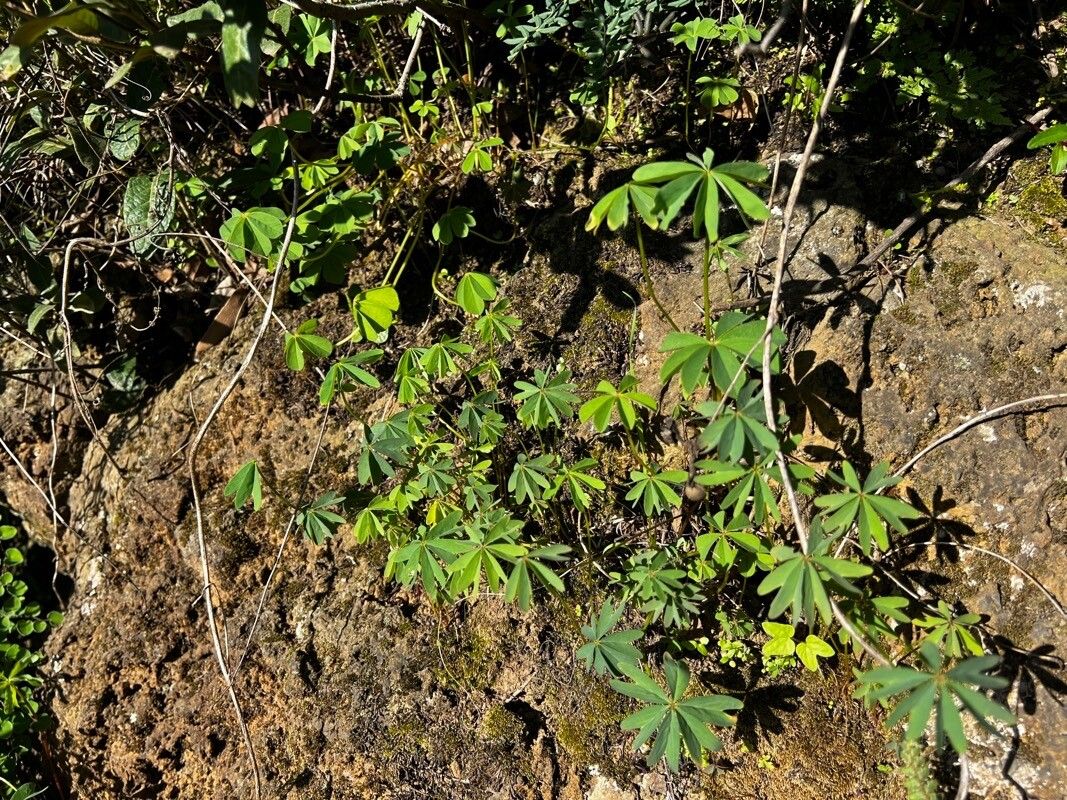 Oxalis divergens