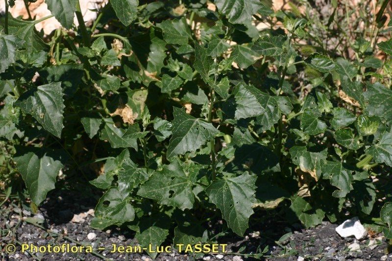 Oxybasis urbica