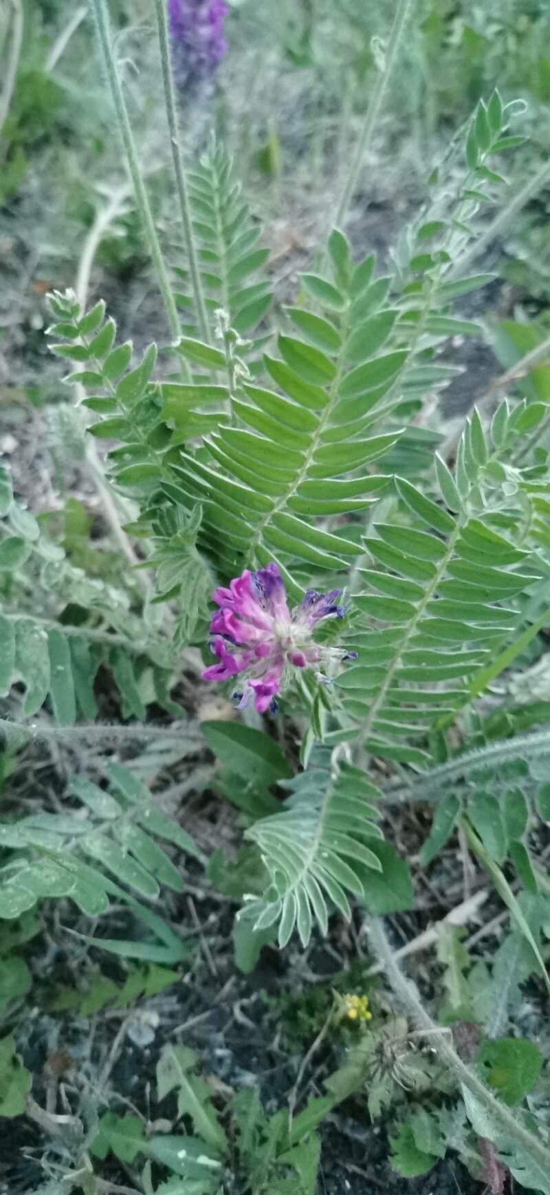 Oxytropis strobilacea