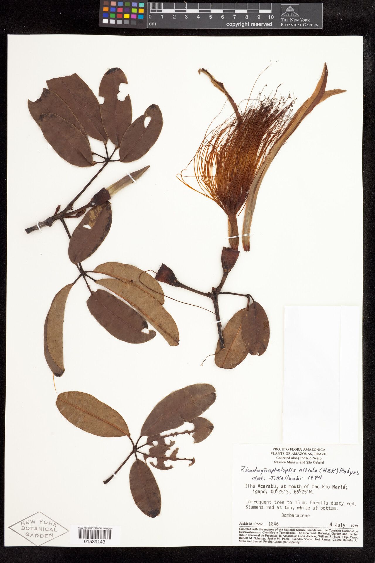 Pachira nitida