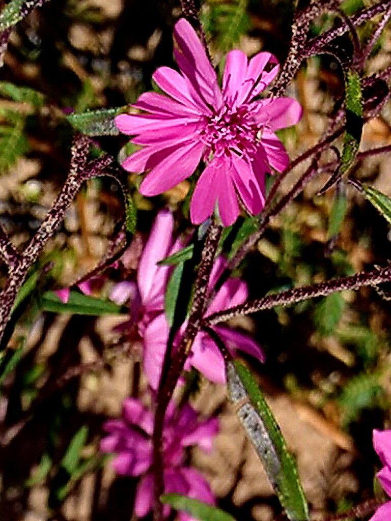 Palafoxia sphacelata