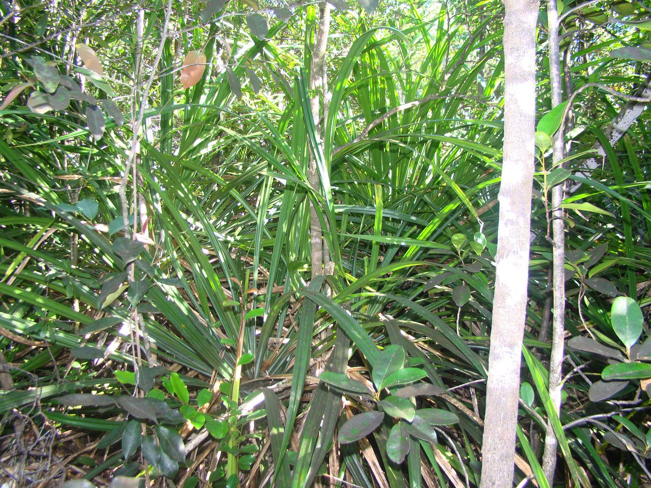 Pandanus verecundus