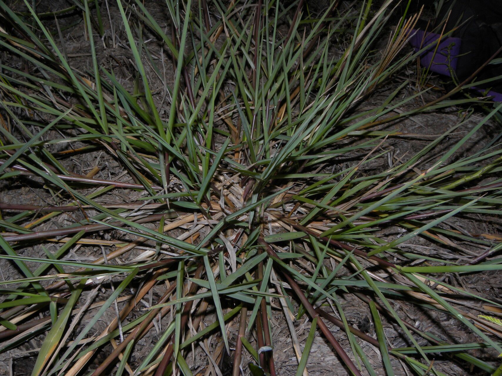 Panicum aquaticum