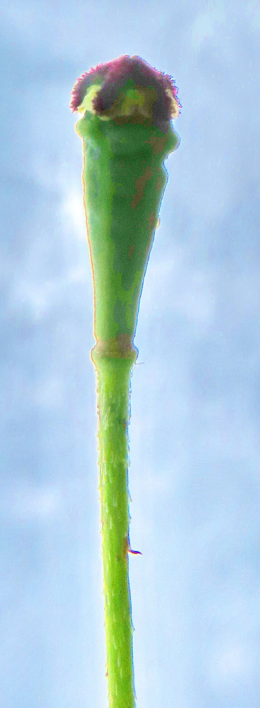Papaver pilosum