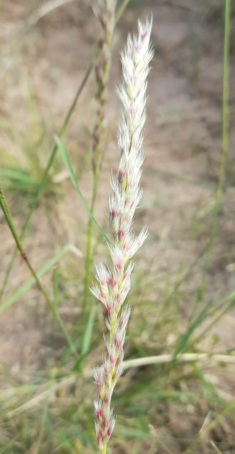 Pappophorum mucronulatum