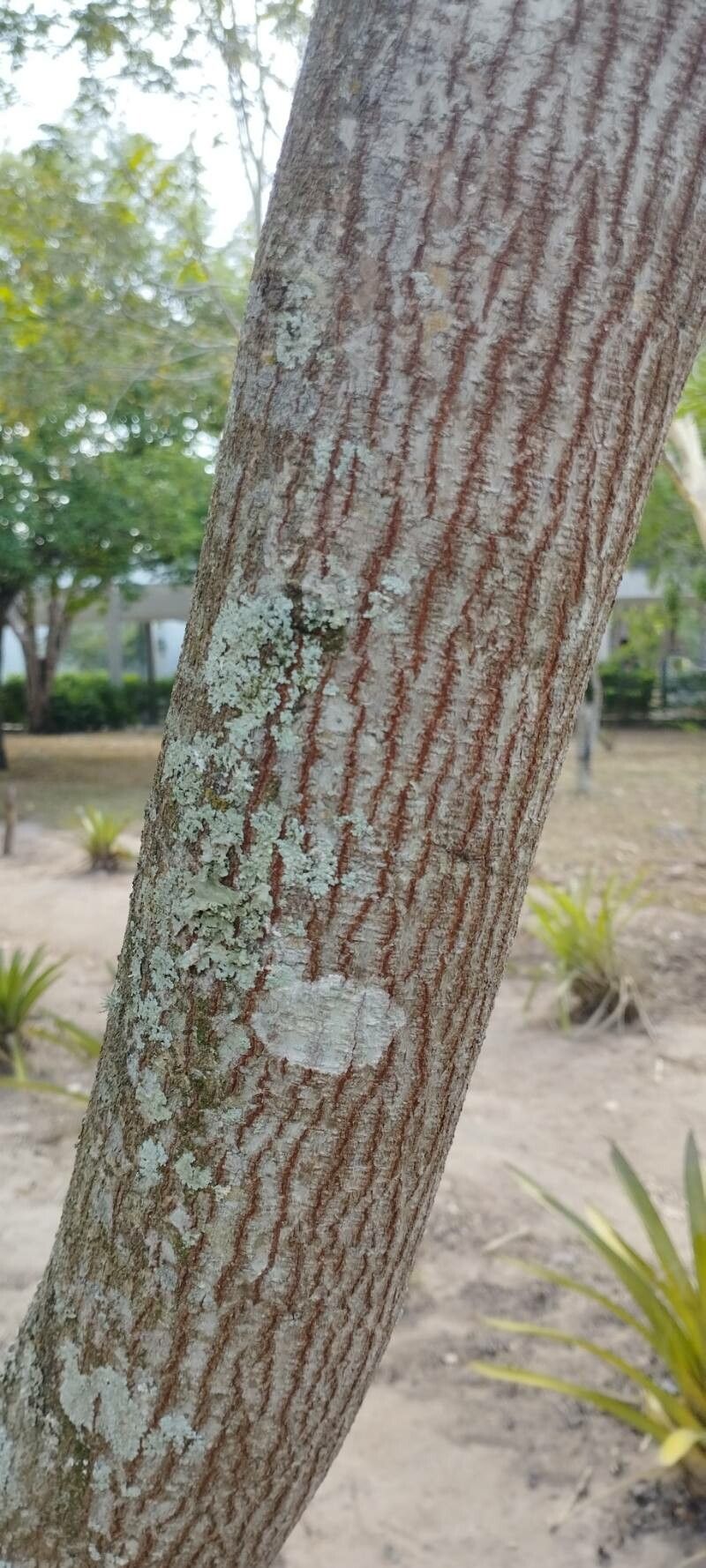 Parapiptadenia zehntneri