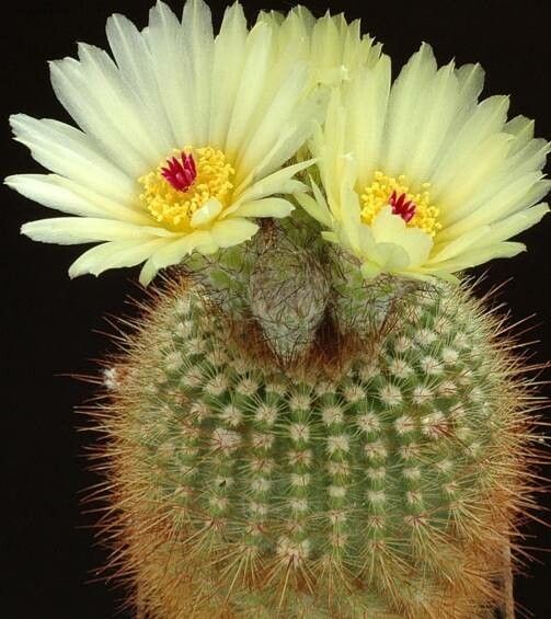 Parodia werdermanniana