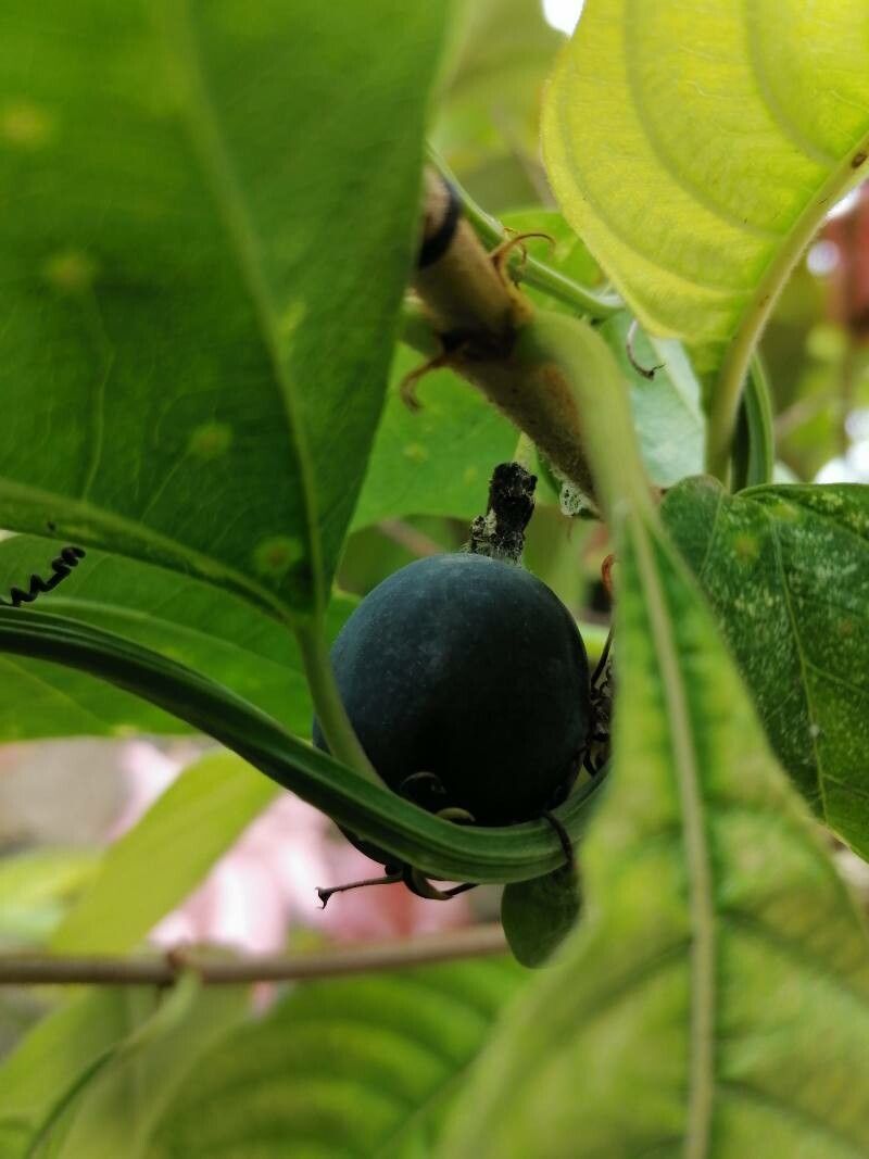 Passiflora biflora