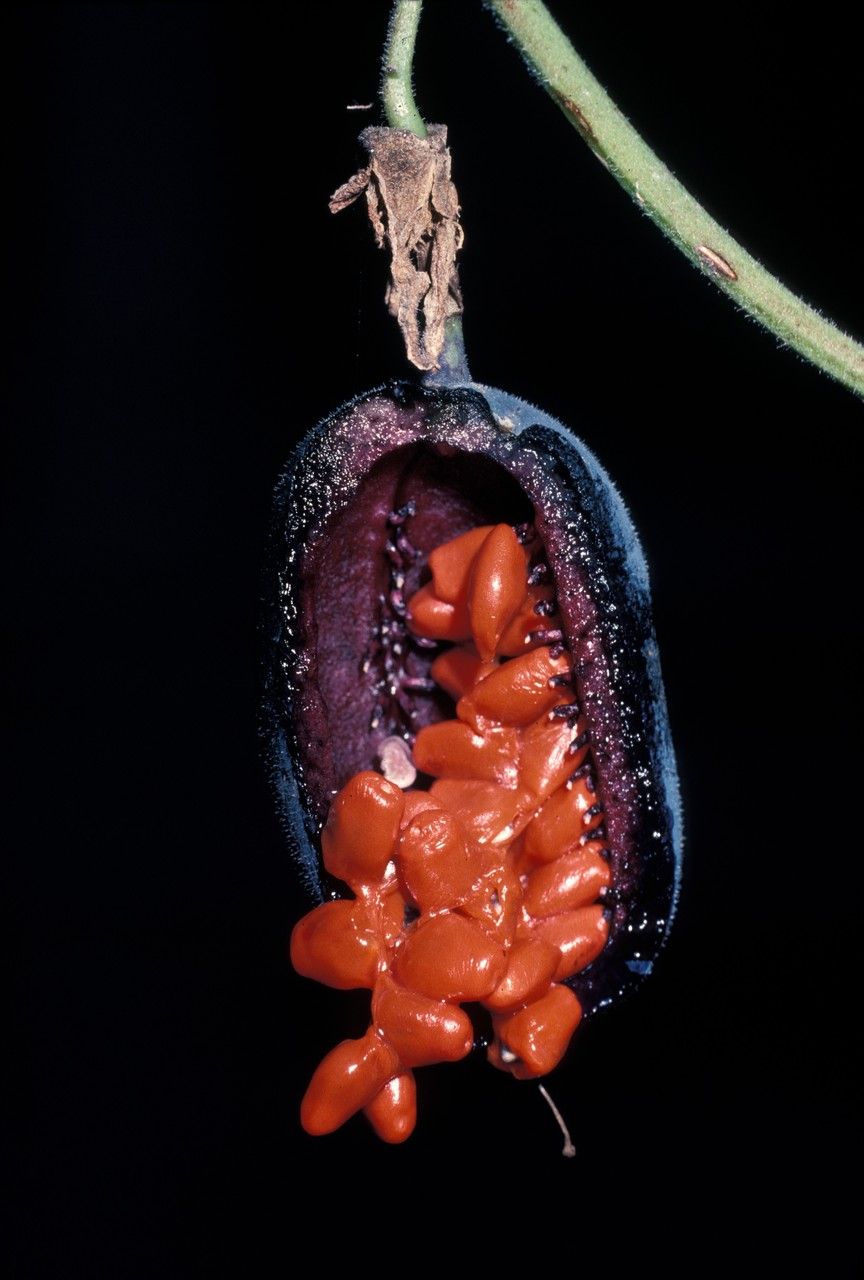Passiflora bryonioides