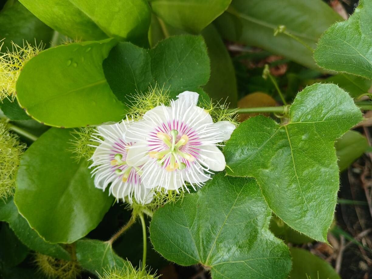 Passiflora ciliata